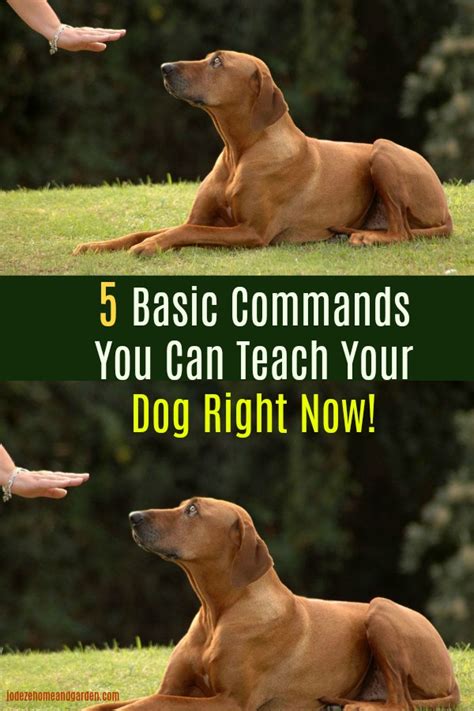 5 Basic Commands You Can Teach Your Dog Right Now Dog Training Dog