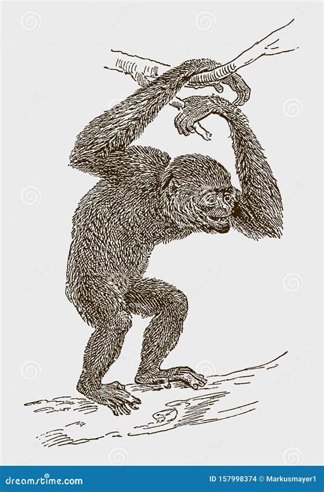 The Siamang Gibbon Ape Of The Miocene Period Vintage Engraving