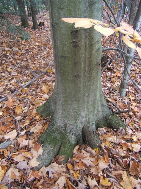 If your tree has leaves that are oblong or elliptical and appear crowded on short branches, it might be a blackgum. In The Garden: Beech Tree