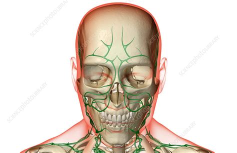 The Lymph Supply Of The Head And Face Stock Image F001 5780 Science Photo Library