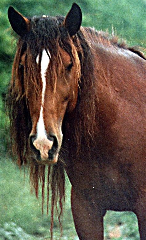 Abaco Barb Stallion Aldebaran In 1997 Island Horse Horses Wild Horses