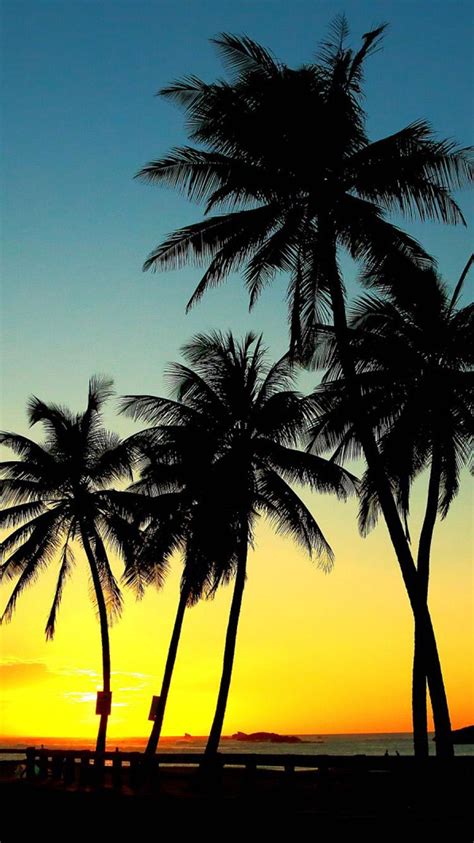 Download Sunset And Palm Tree On Itlcat