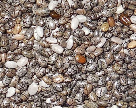 Chia Seed - Ingredients Descriptions and Photos