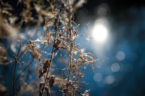 Free Images Tree Water Nature Branch Winter Sunlight Leaf