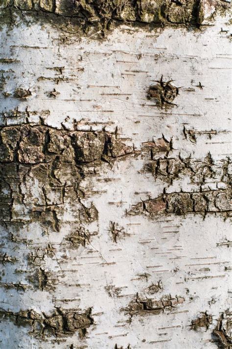Birch Tree Bark Texture Stock Photo Image Of Closeup 51490820