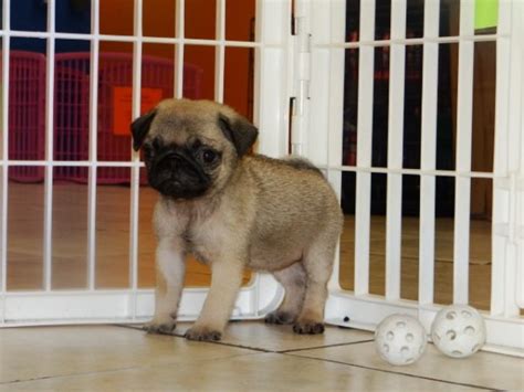 Maybe you would like to learn more about one of these? Gorgeous Fawn, Pug Puppies For Sale Near Atlanta, Ga at - Puppies For Sale Local Breeders