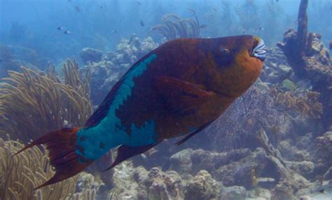 Vitamin Sea Why Coral Reef Fish Eat Poop Highlights