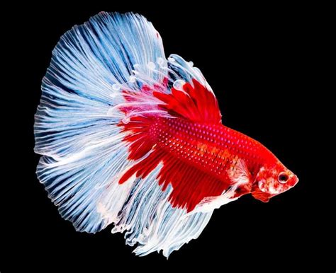 7 Of The Most Colorful Betta Fish For Your Home Fish Tank Nayturr