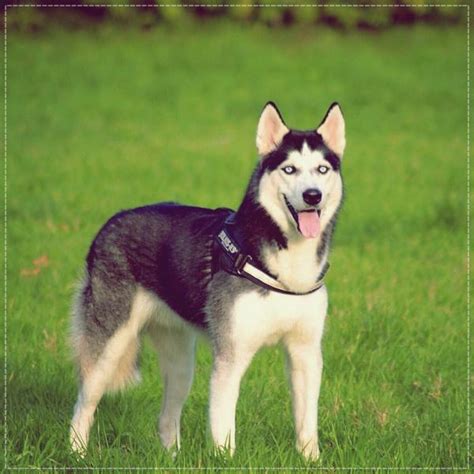 Cuidados Com O Pelo Do Husky Siberiano