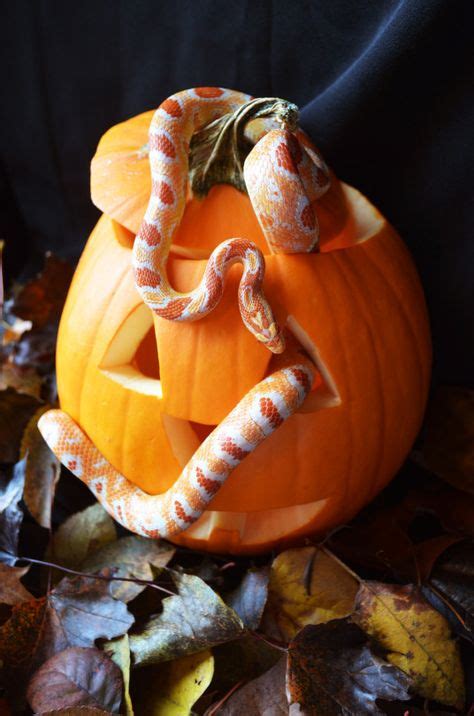 Super Cute Snake And Pumpkin Happy Halloween Pumpkin Cute Snake