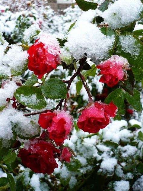 Pin De Flowers In Heart Em Flowers In Snow Ice Flor Congelada