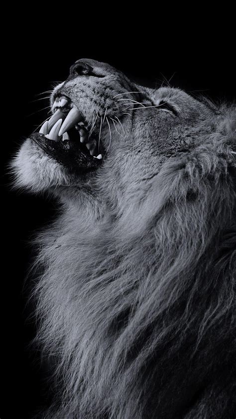 Unduh 73 Wallpaper Dark Lion Hd Gambar