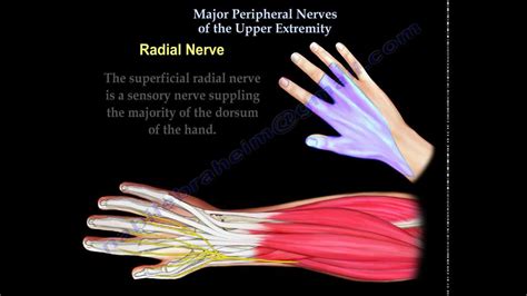 Common Sites Of Upper Extremity Nerve Entrapment