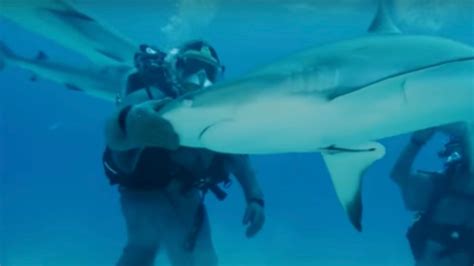 Sick Of Captivity This Shark Shattered The Glass Of Its Aquarium In A Ukrainian Hotel