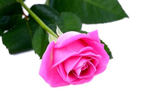 Kumpulan Gambar Bunga Mawar Pink Harian Nusantara