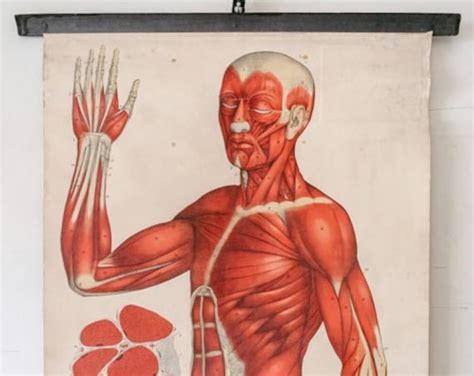 Anatomical Vintage Wall Charts
