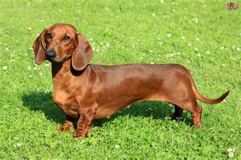 Dachshund Dog Breed Information Buying Advice Photos And Facts