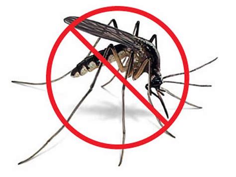 How To Choose Mosquito Control Services