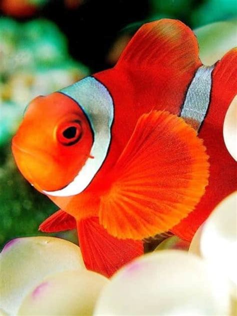 Incredible Clownfish Facts Az Animals