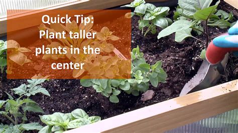 How To Plant A Pizza Garden In An Elevated Bed Youtube