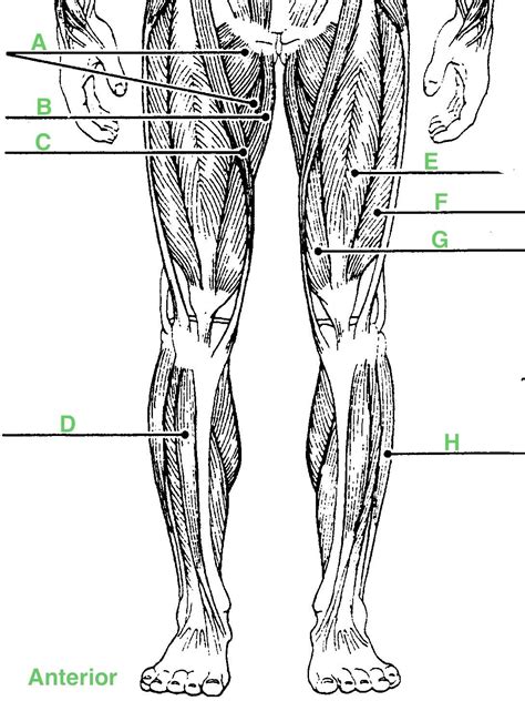 One way to do this is by moving your leg backward, as exemplified by a donkey kick motion (donkey kick also an exercise name); Muscle Labeling - Anatomy with E at West Springfield High School - StudyBlue