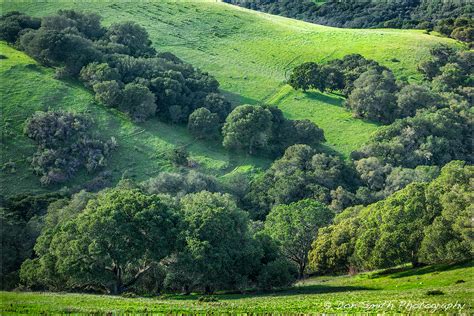 Verdant Hills and Oaks | Nature's Best :: Don Smith Photography