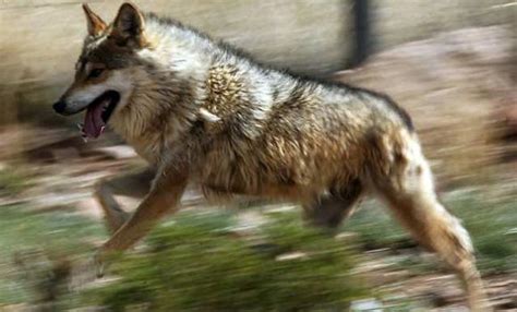 Mexican Wolf Recovery Program Progress Report Lobos Of The Southwest
