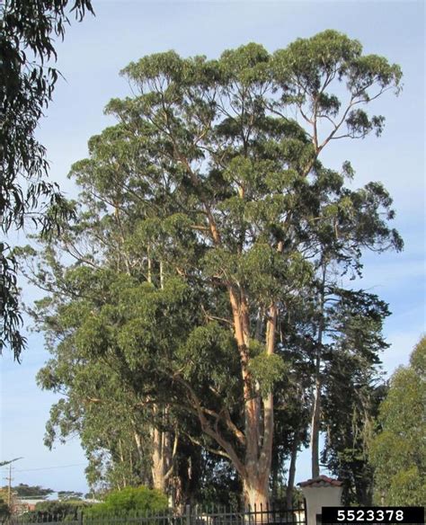 Grand Eucalyptus Eucalyptus Grandis