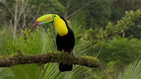 Keel Billed Toucan Of Costa Rica Graham Boulnois