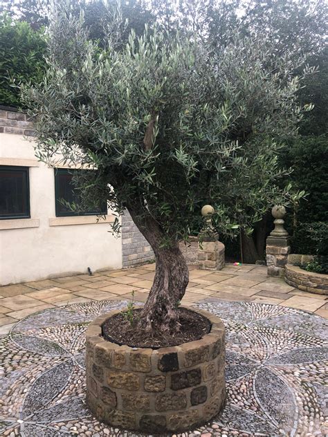 How To Bring An Olive Tree Back To Life The Norfolk Olive Tree Company