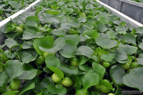 Eichhornia crassipes - Flowgrow Aquatic Plant Database