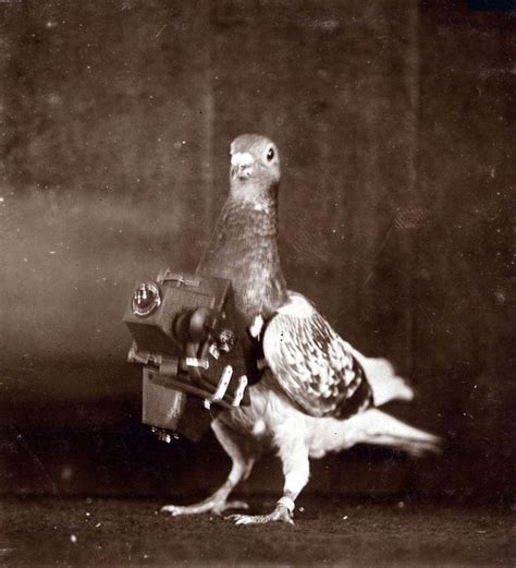 Historical Images On Instagram “pigeons With Cameras Were Used In Ww1