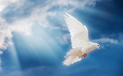 White Dove Wallpapers Top Free White Dove Backgrounds Wallpaperaccess