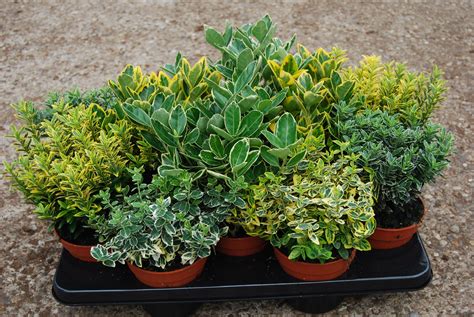 Evergreen Euonymous Selection Pack Of Six Evergreen Euonymus Plants