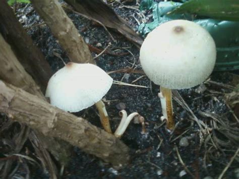 Please Help Id Mushroom Found In South Florida Mushroom Hunting And