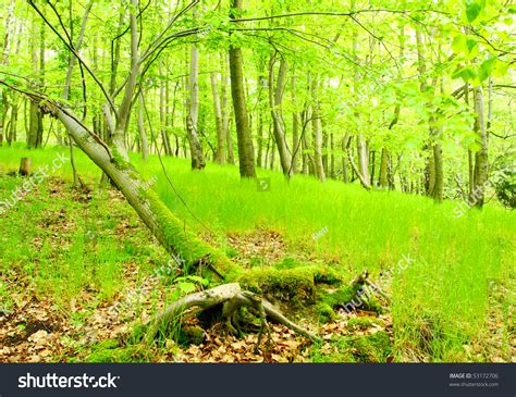 Green Hornbeam Wood Beautiful Scenery Bohemian Stock Photo