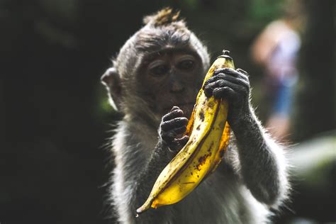 Monkey Holding Banana Peel During Daytime Animals Ways To Use Ripe