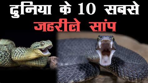 दुनिया के 10 सबसे जहरीले सांप 10 Venomous Snakes In The World World