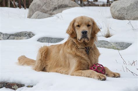 Golden Retriever Puppy Plays In Snow Photograph By Shelley Dennis