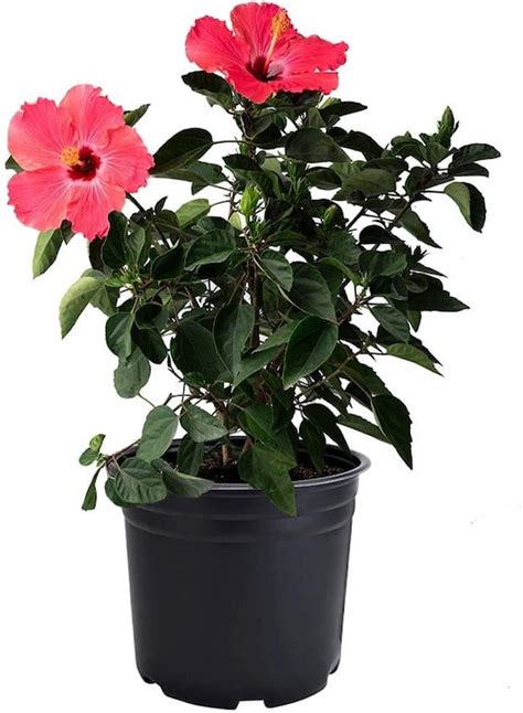 Hibiscus Live Plant Large 10 Pot Indoor Outdoor Houseplant With Pink