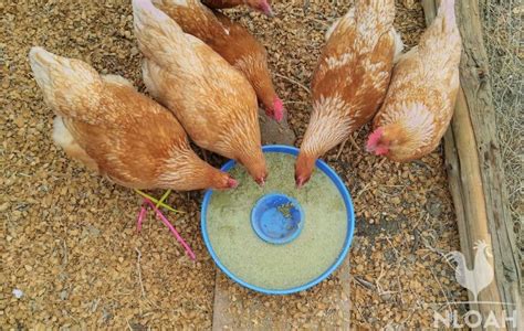 Diy Fermented Chicken Feed So Easy New Life On A Homestead