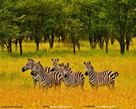 Zebras Of The Serengeti National Park And Ngorongoro Cratertanzania