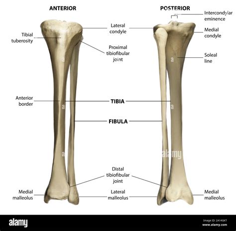 Anterior And Posterior View Of The Tibia And Fibula With Labeling Stock