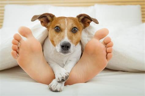 ¿por Qué A Los Perros Les Gusta Dormir En Los Pies