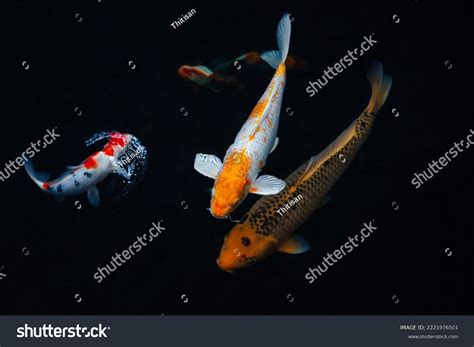 Colorful Top View Many Koi Fishes Stock Photo 2221976501 Shutterstock