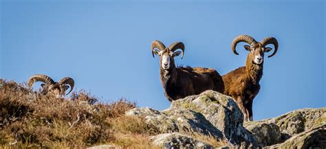 Mouflon Ram Huntaustria Hunting And Fly Fishing In Austria