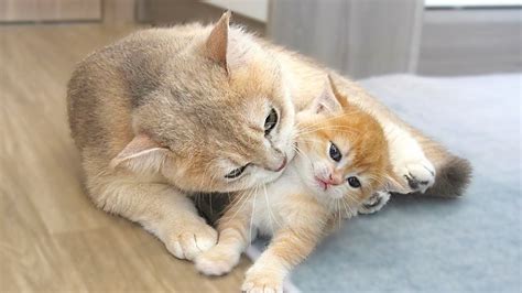 The Way The Mom Cat Show The Love To Her Tiny Daughter Is Very Special And Forceful Youtube