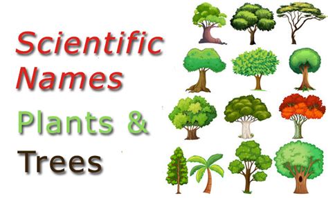 Usually, binomial nomenclature is followed, which includes genus name and when writing, we use both the scientific name and the common name on the first mention. Scientific Names - Common Flowers - CheckAll.in