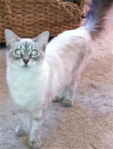 Microchipping a cat is the process of implanting a chip under the cats skin and registering the keepers details on a national database so that the kitten/cat adoption checklist. Siamese-Maine Coons/Long Haired Siamese/Lynx Point Siamese ...