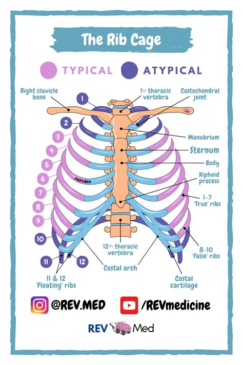 Rib Cage Rev Med Human Anatomy Diagrams For Reference Medical